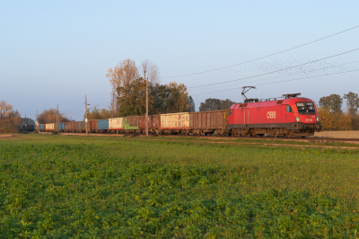 1016 013 ÖBB  Freie Strecke  Baumgarten am Tullnerfeld  Railwayfans